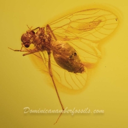 V2028 Psocoptera 9