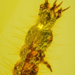 V2029 Larva Of Coleoptera Carabidae 3