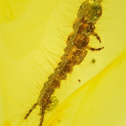 V2029 Larva Of Coleoptera Carabidae