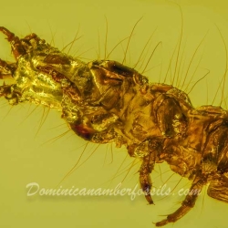 V2029 Larva Of Coleoptera Carabidae 5