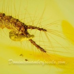 V2029 Larva Of Coleoptera Carabidae 7