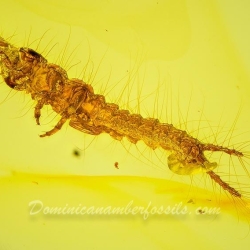 V2029 Larva Of Coleoptera Carabidae 8