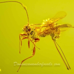 V2030 Hymenoptera Braconidae   Braconid Wasp  Spider 2