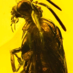 V2032 Hymenoptera Argidae Argid Sawfly 3