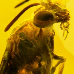 V2032 Hymenoptera Argidae Argid Sawfly 7