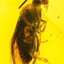 V2032 Hymenoptera Argidae Argid Sawfly 8