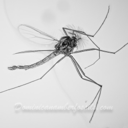 V2035 Diptera Chironomidae 2