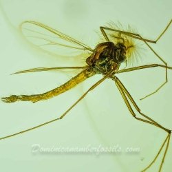 V2035 Diptera Chironomidae 3