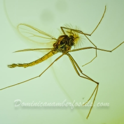 V2035 Diptera Chironomidae