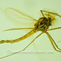 V2035 Diptera Chironomidae 4