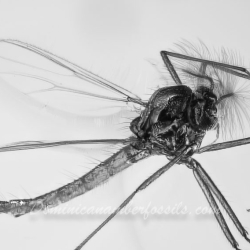 V2035 Diptera Chironomidae 5