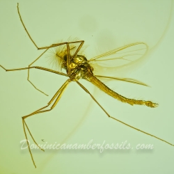 V2035 Diptera Chironomidae 6