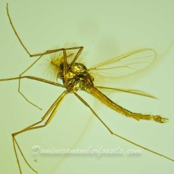 V2035 Diptera Chironomidae 7