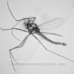 V2035 Diptera Chironomidae 8