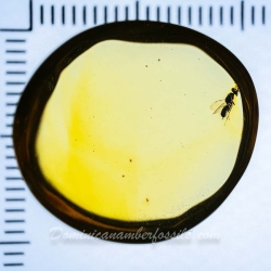 V2041 Parasitic Wasp 10