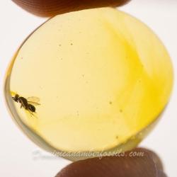 V2041 Parasitic Wasp 11