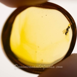 V2041 Parasitic Wasp 12