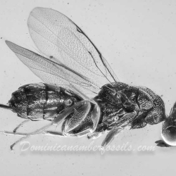 V2041 Parasitic Wasp 2