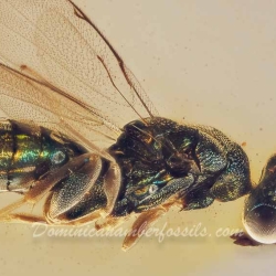 V2041 Parasitic Wasp 3