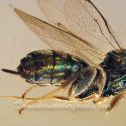 V2041 Parasitic Wasp 4