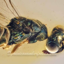 V2041 Parasitic Wasp 5