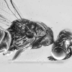 V2041 Parasitic Wasp 6
