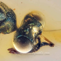 V2041 Parasitic Wasp 7