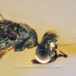 V2041 Parasitic Wasp 8