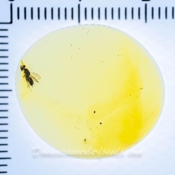 V2041 Parasitic Wasp 9