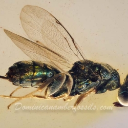 V2041 Parasitic Wasp