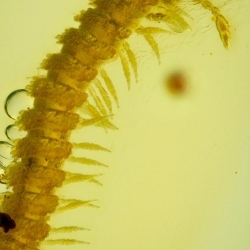 V2042 Millipede 6