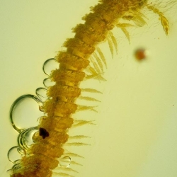 V2042 Millipede 8