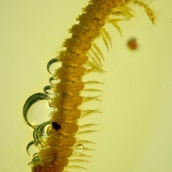 V2042 Millipede