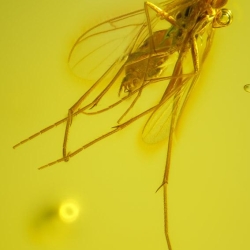 V2043 Diptera