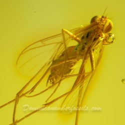 V2043 Diptera 3