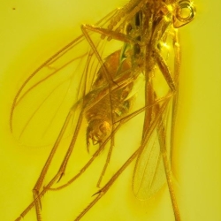 V2043 Diptera 5