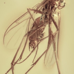 V2043 Diptera 6