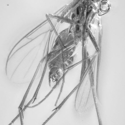 V2043 Diptera 8