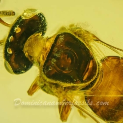 V2044 Hymenoptera Apidae Meliponini   Stingless Bee Proplebeia Dominicana 3