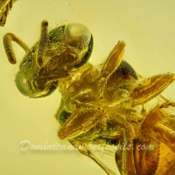 V2044 Hymenoptera Apidae Meliponini   Stingless Bee Proplebeia Dominicana 5