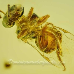 V2044 Hymenoptera Apidae Meliponini   Stingless Bee Proplebeia Dominicana 7