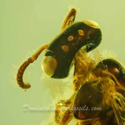 V2045 Hymenoptera Apidae Meliponini   Stingless Bee Proplebeia Dominicana 4