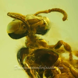 V2045 Hymenoptera Apidae Meliponini   Stingless Bee Proplebeia Dominicana 6