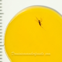 V2047 Diptera Fossil Inclusion In Dominican Amber 10