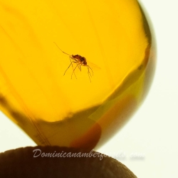 V2047 Diptera Fossil Inclusion In Dominican Amber 5