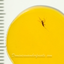 V2047 Diptera Fossil Inclusion In Dominican Amber 9