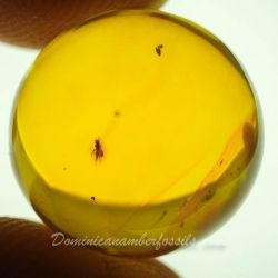 V2048 Diptera Sphere 4