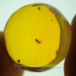 V2048 Diptera Sphere