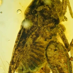 V2054 Orhtoptera Caelifera Tetrigidae   Pygmy Grasshopper 6