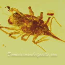 V2055 Arachnida Acarina Bdellidae   Snout Mite 3